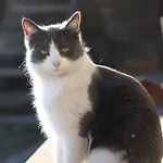 Artemisia Eco-pet Friendly