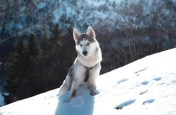 Artemisia Eco-pet Friendly 住宿加早餐酒店 3*