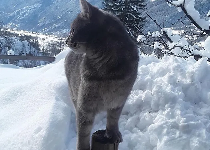 住宿加早餐酒店 Artemisia Eco-pet Friendly 3*