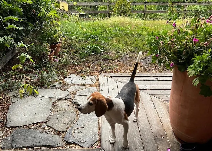 Artemisia Eco-pet Friendly 喇沙